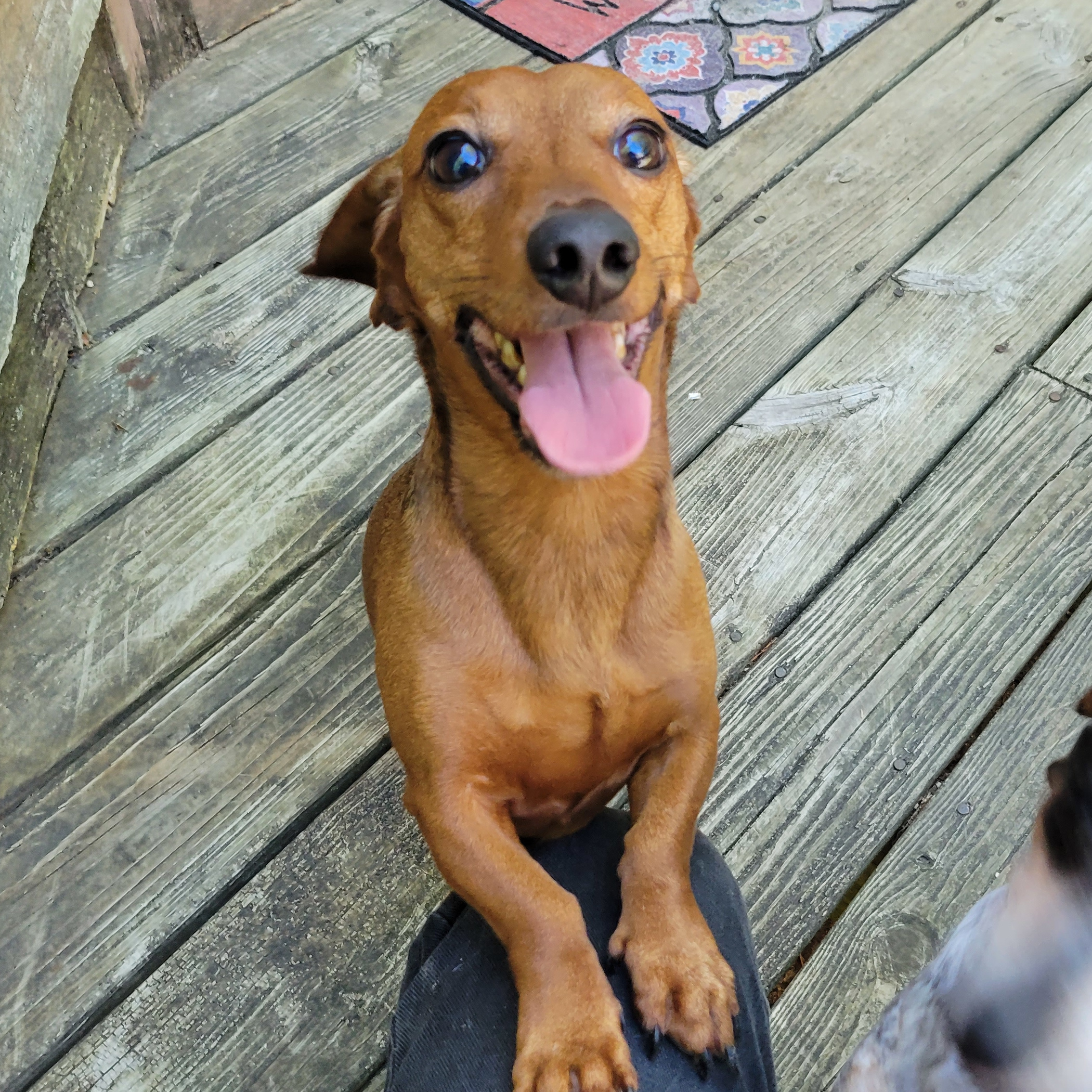 A very happy dachshund (Lincoln). His eyes are gleaming and his tongue is sticking out.